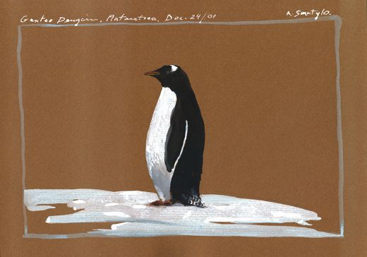 Gentoo Penguin, watercolour