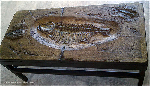 Damschroder, table, fossils